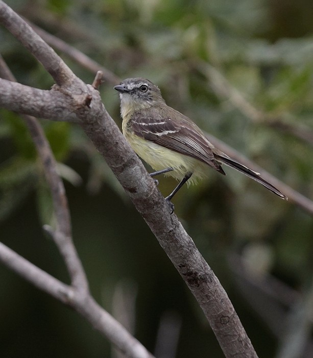 Pale-tipped Tyrannulet - ML704325