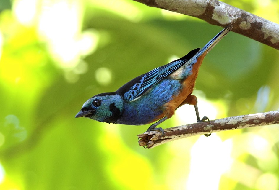 Opal-rumped Tanager (Opal-rumped) - ML704326