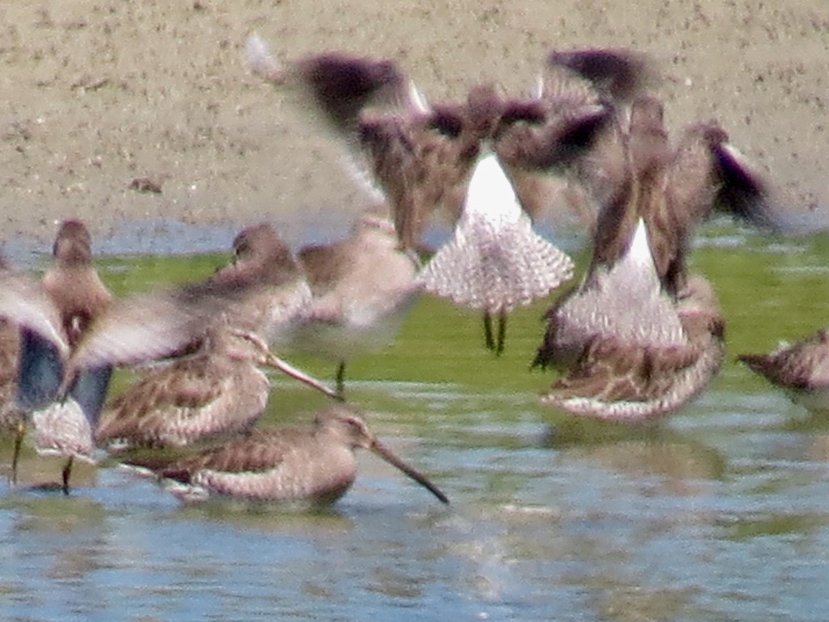 Long-billed Dowitcher - Holly Cox