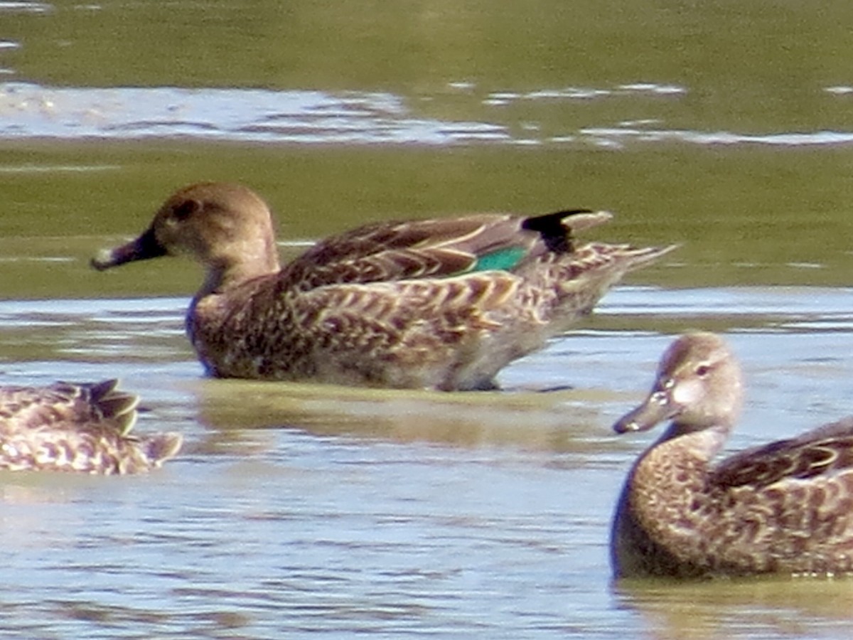Green-winged Teal - ML70433061