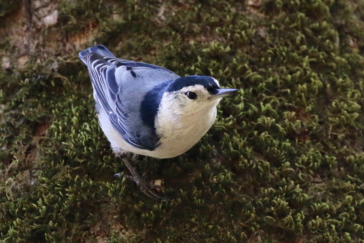 White-breasted Nuthatch - Holly Cox