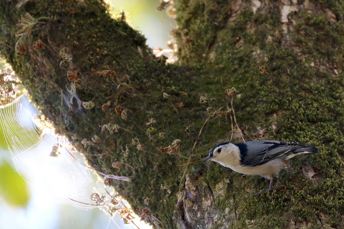 White-breasted Nuthatch - ML70433621