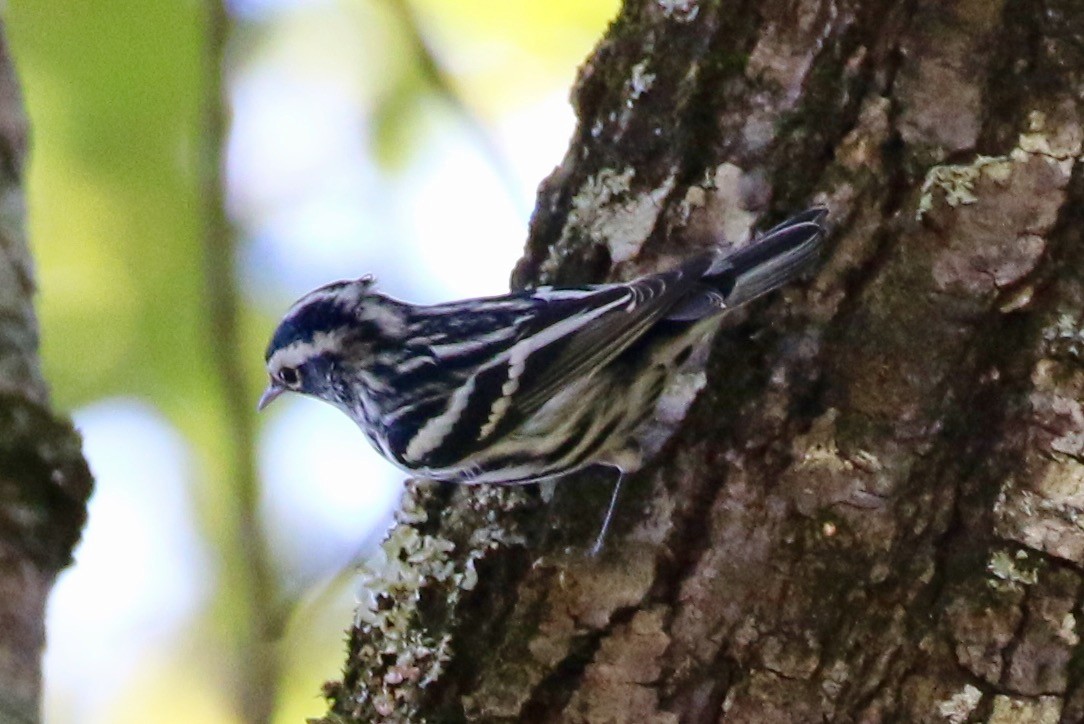 Black-and-white Warbler - Holly Cox