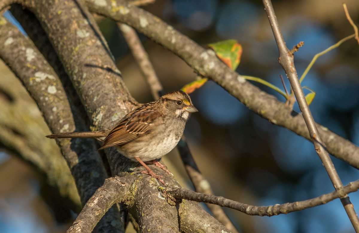 White-throated Sparrow - Jeff Timmons