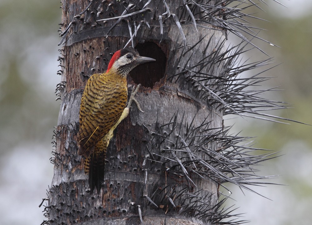 Spot-breasted Woodpecker - Anselmo  d'Affonseca
