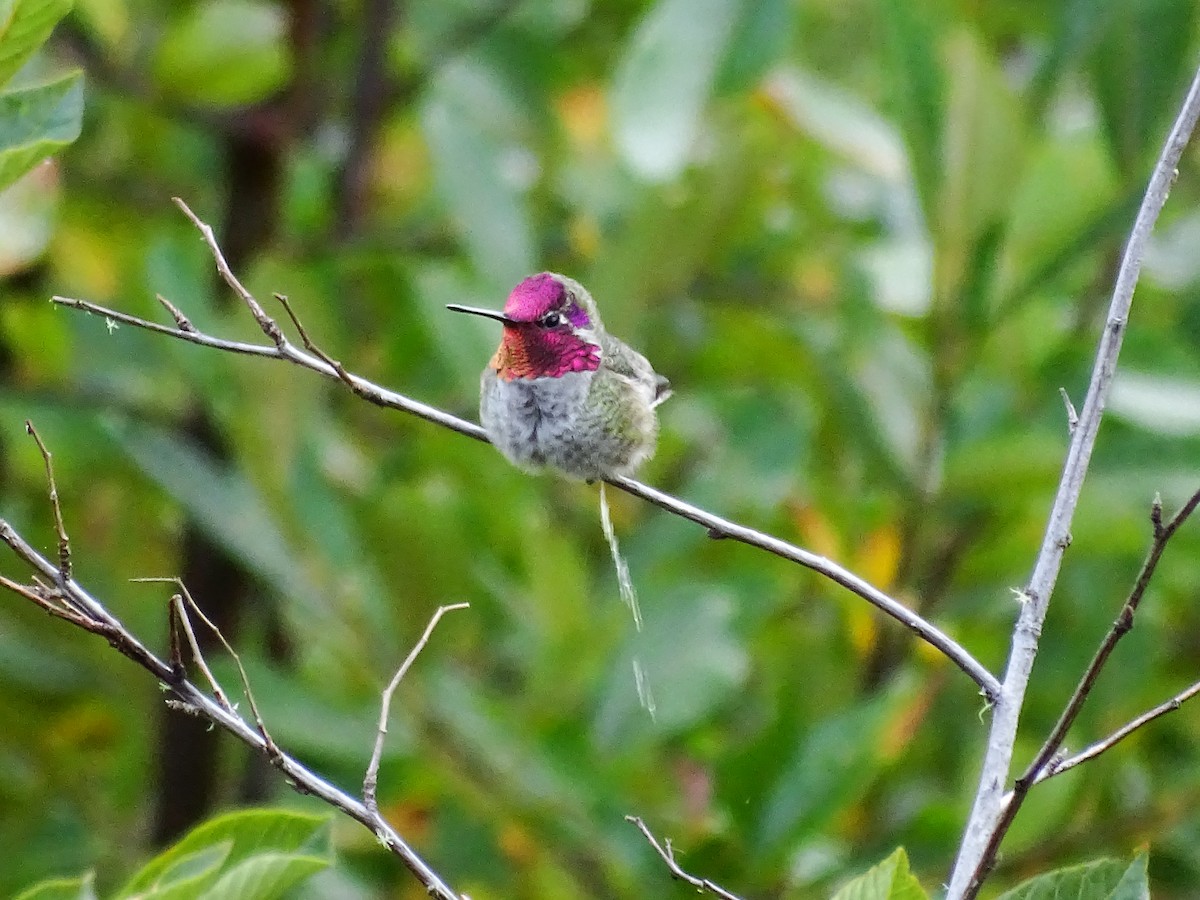 Anna's Hummingbird - ML70435221