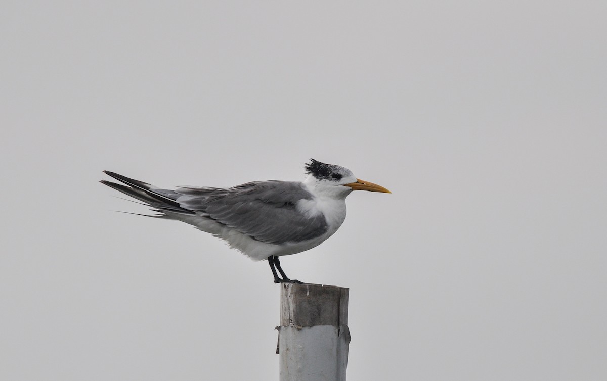 Great Crested Tern - Daniele Mitchell
