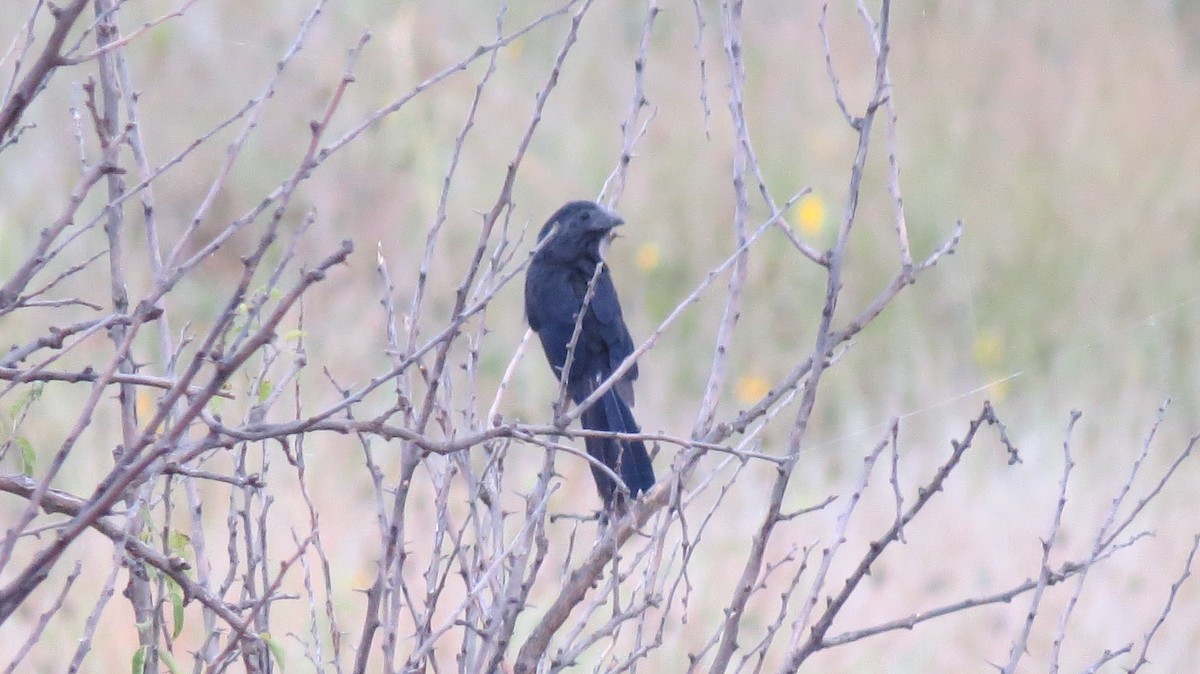Groove-billed Ani - Larry Mays