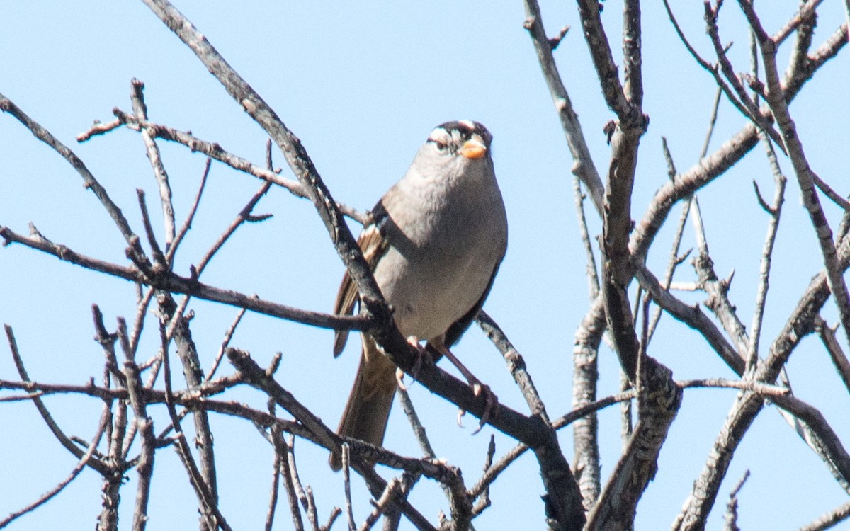 White-crowned Sparrow - ML70440791