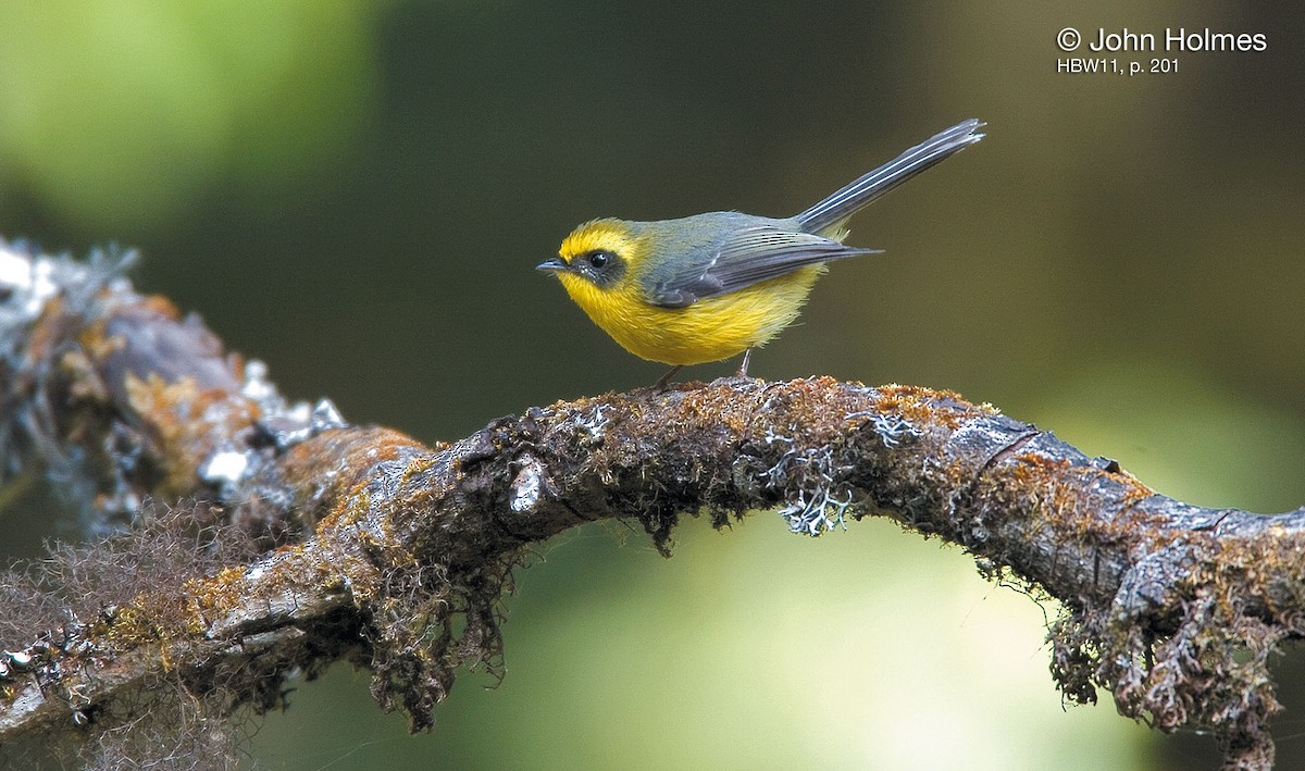 Yellow-bellied Fairy-Fantail - ML704421