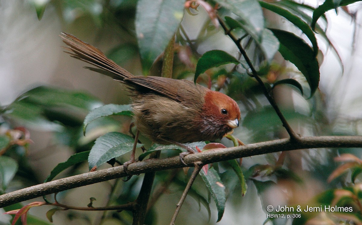Brown-winged Parrotbill - ML704425