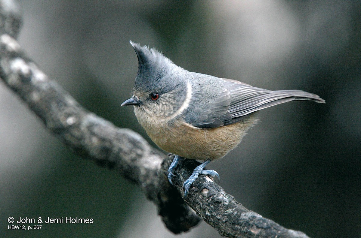 Gray-crested Tit - ML704427