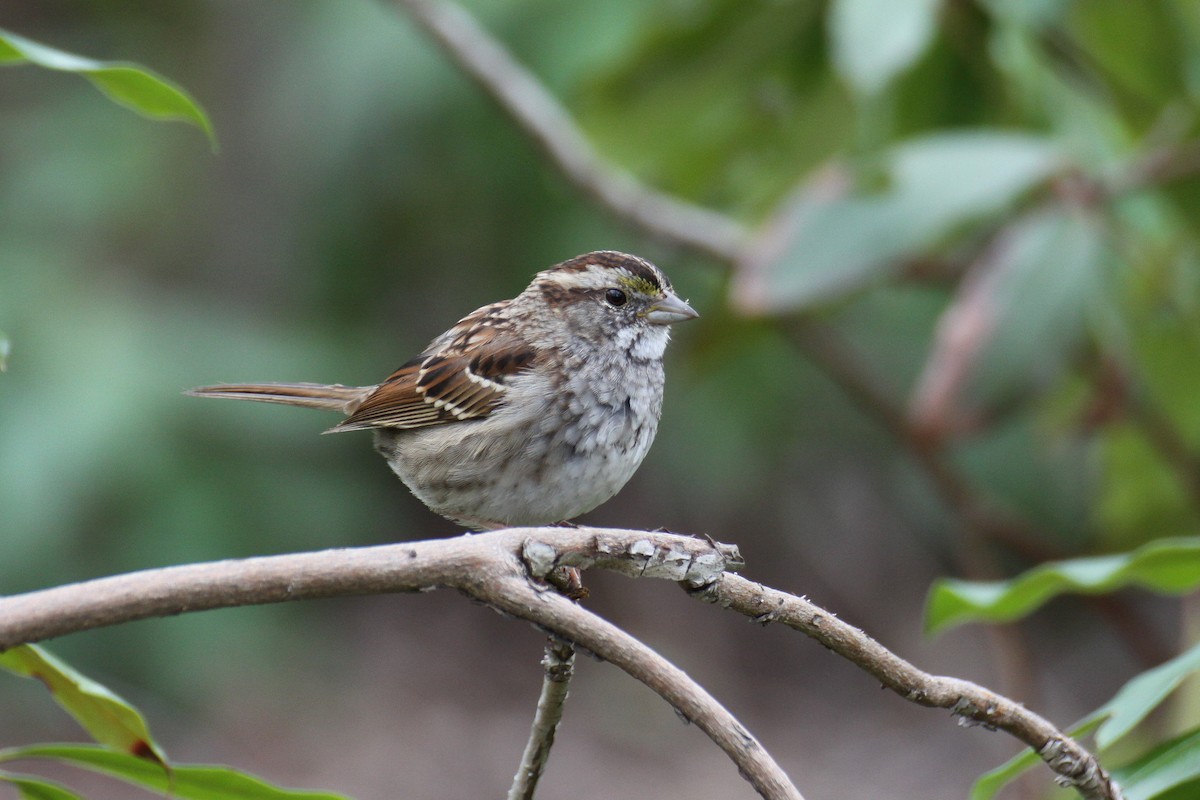 White-throated Sparrow - mario balitbit