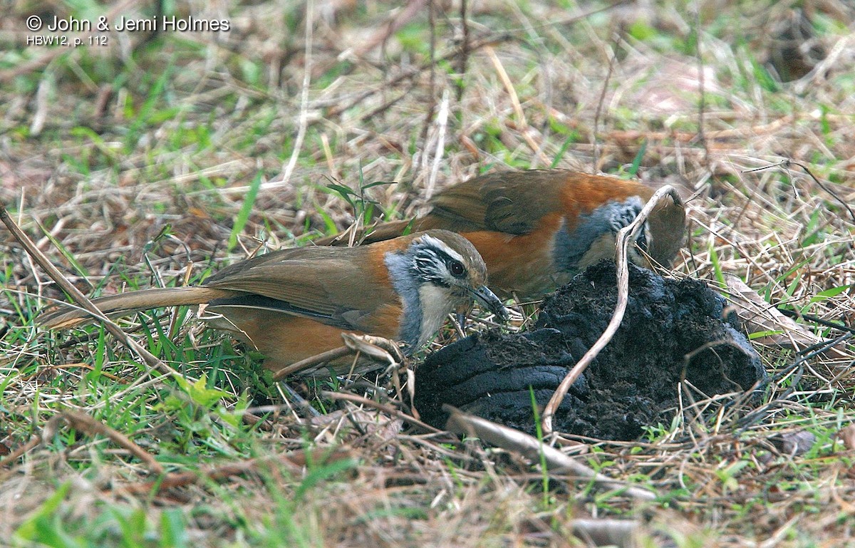 Greater Necklaced Laughingthrush - John and Jemi Holmes