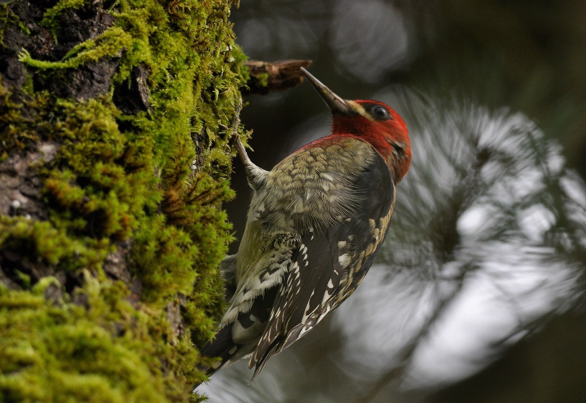 Red-breasted Sapsucker - Daniele Mitchell