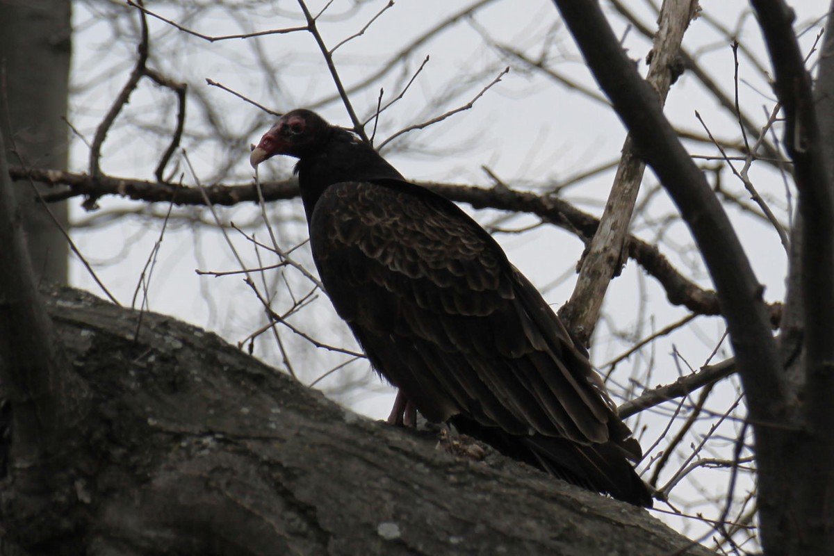 Turkey Vulture - mario balitbit
