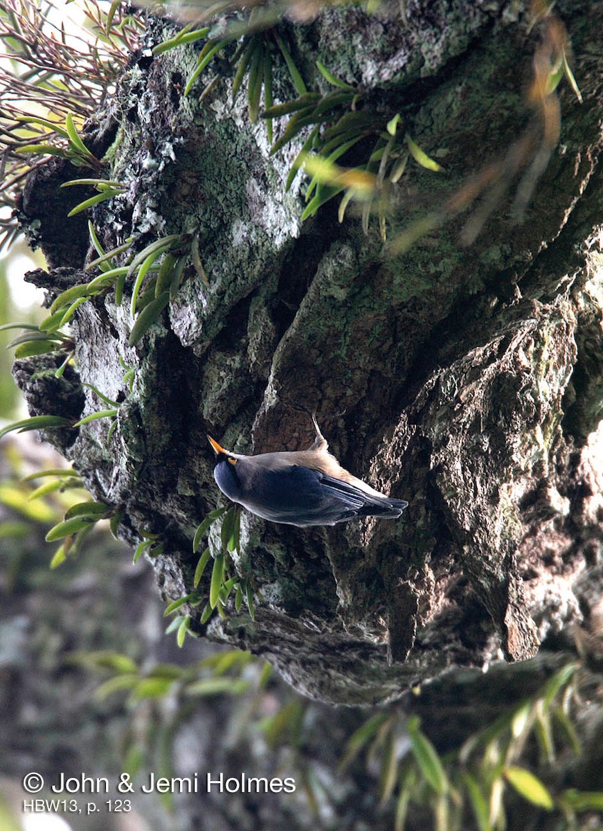 Yellow-billed Nuthatch - John and Jemi Holmes