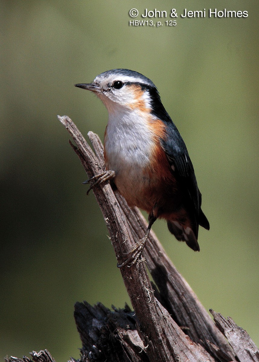White-browed Nuthatch - ML704447