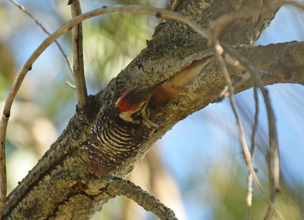 Nuttall's/Ladder-backed Woodpecker - Ryan O'Donnell
