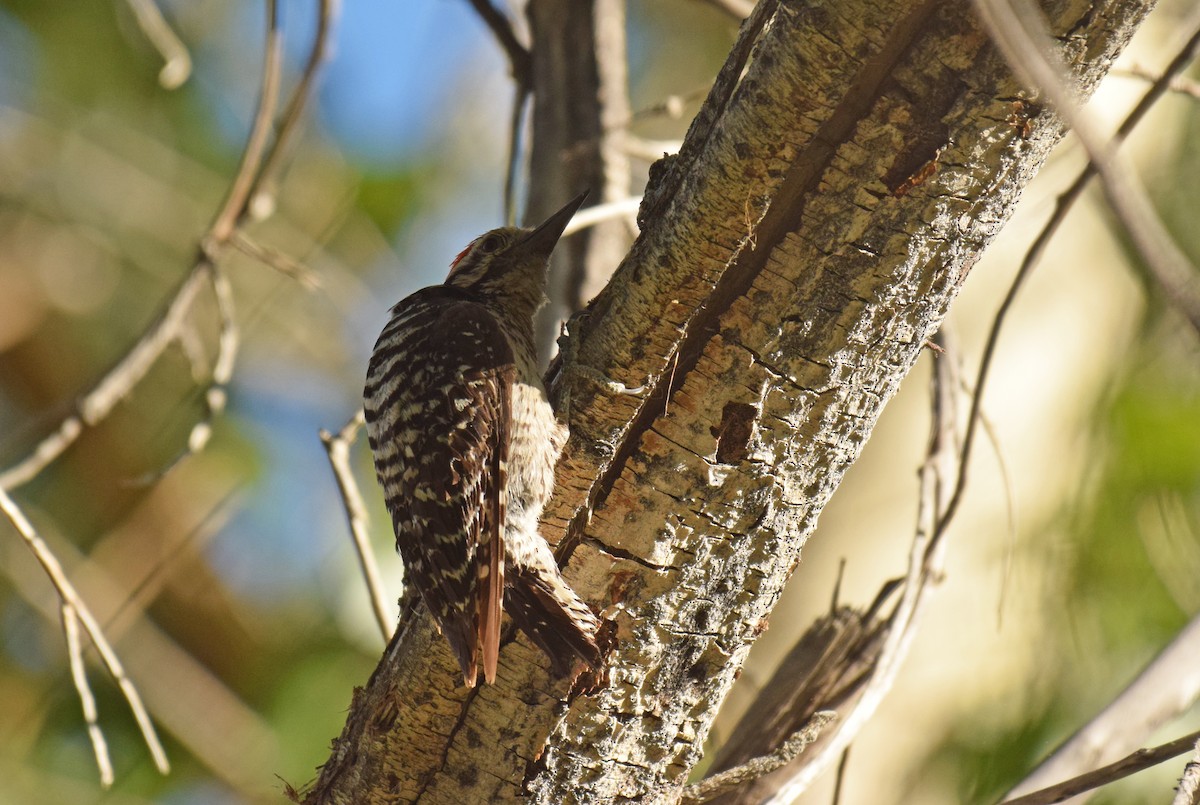 Nuttall's/Ladder-backed Woodpecker - Ryan O'Donnell