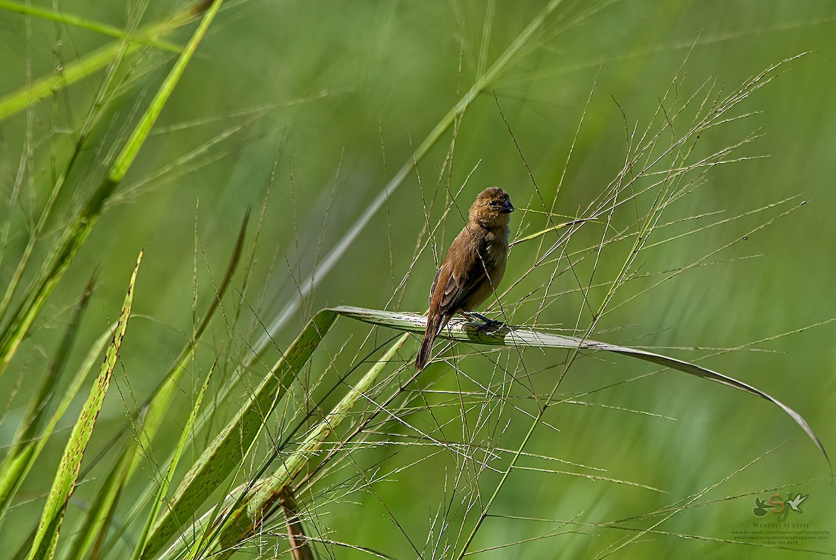 Ruddy-breasted Seedeater - ML70445461