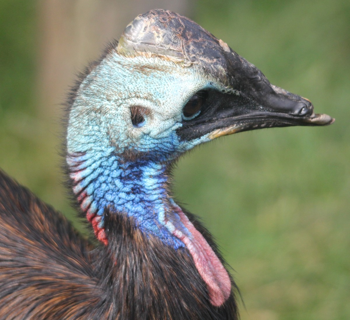 Southern Cassowary - Laura Sargentini