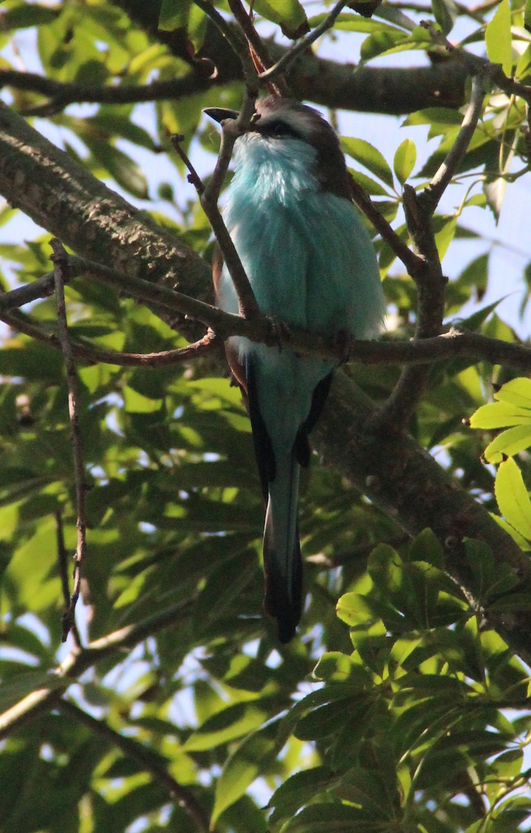 Racket-tailed Roller - Laura Sargentini