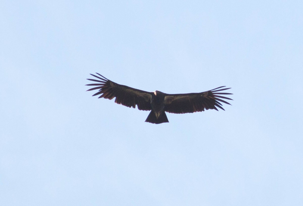 California Condor - Paul Fenwick