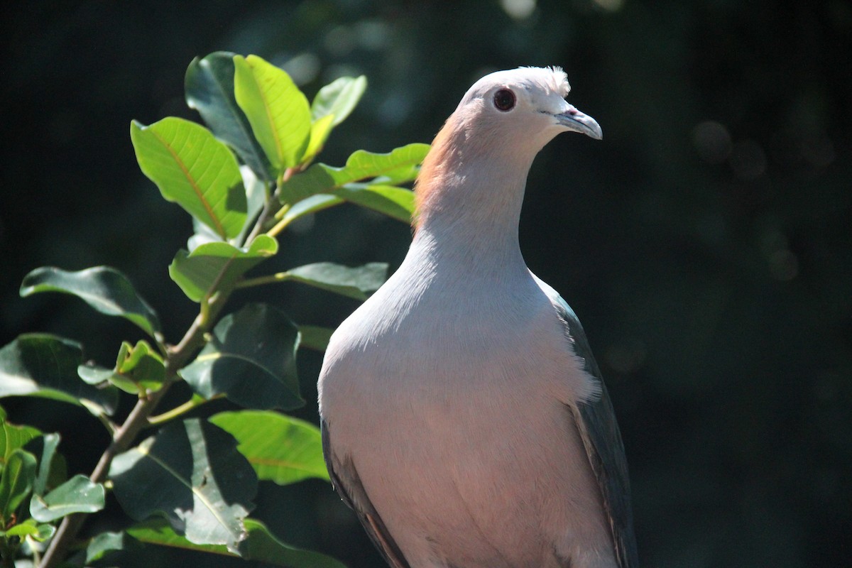 Green Imperial-Pigeon (Rufous-naped) - Laura Sargentini