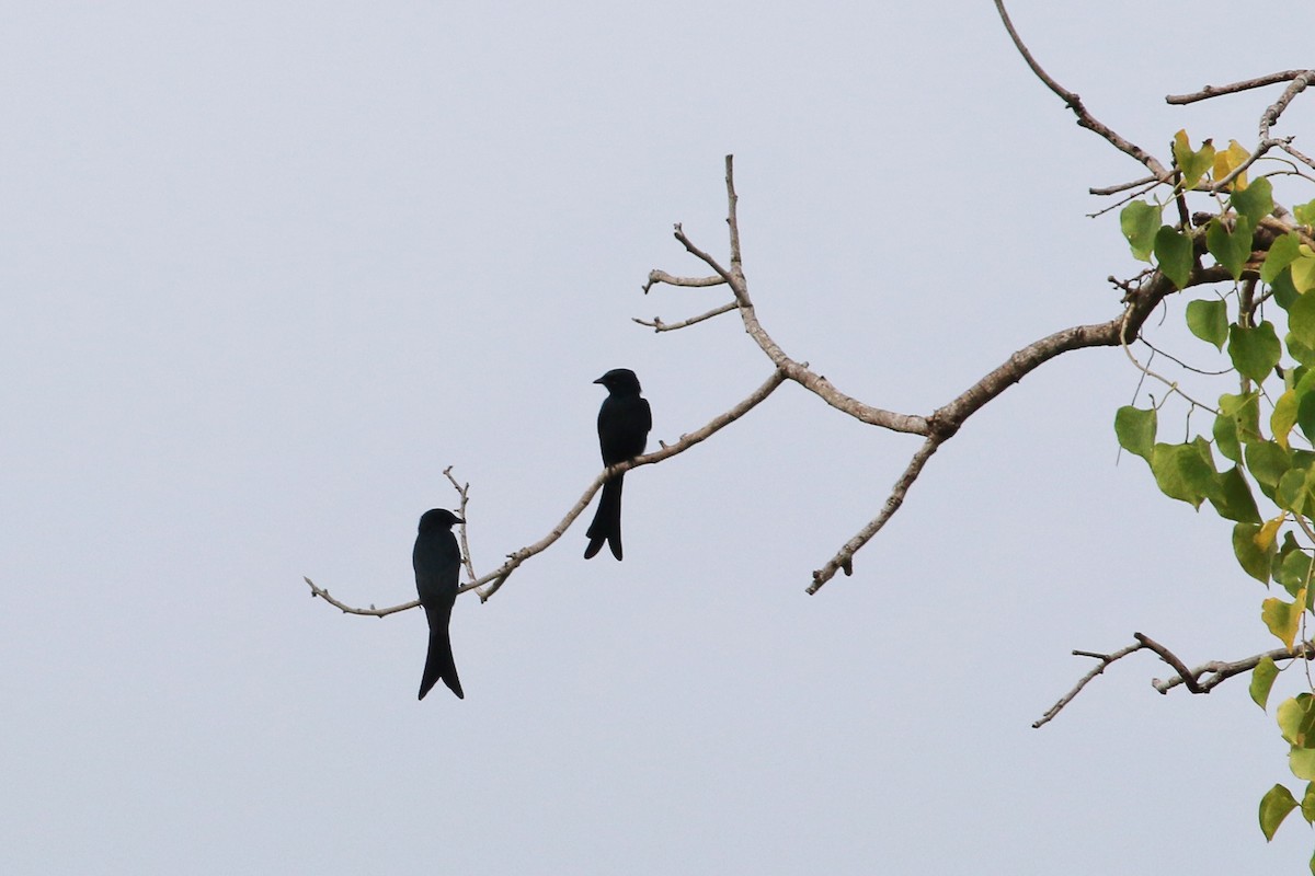Black Drongo - Joost Foppes