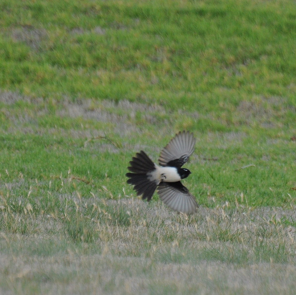 Willie-wagtail - ML70448071