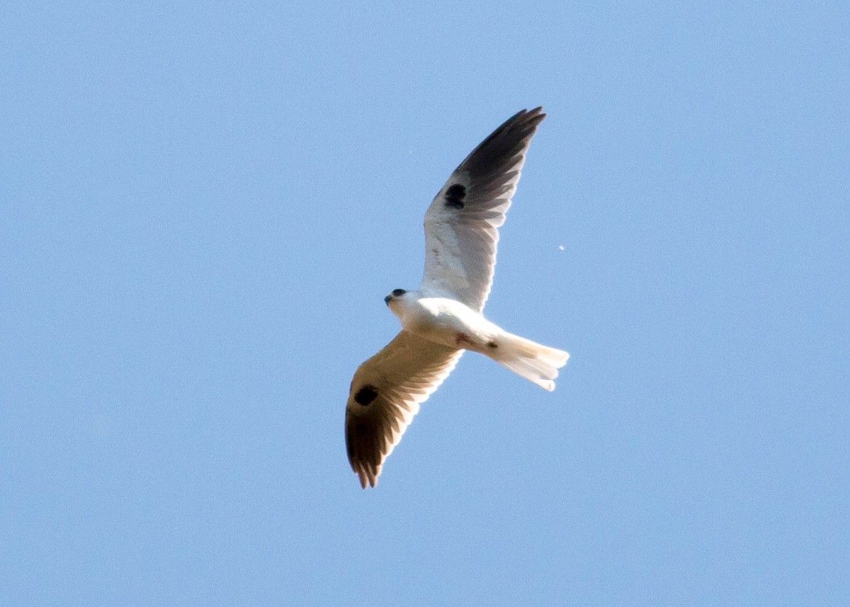 White-tailed Kite - Paul Fenwick