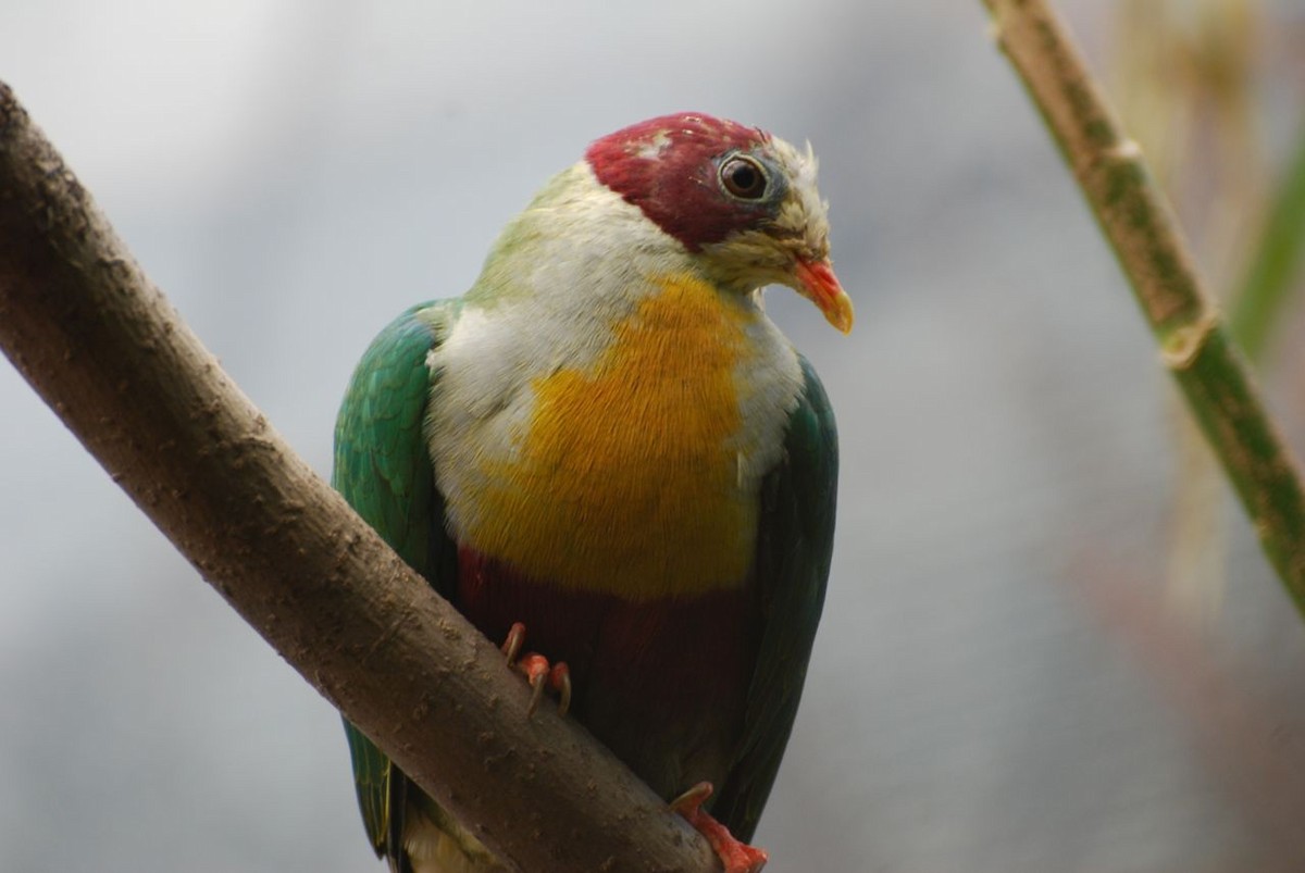 Yellow-breasted Fruit-Dove - JONATHAN BEILBY