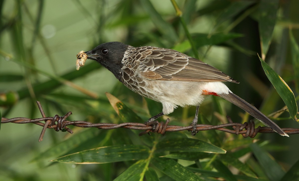 Red-vented Bulbul - ML70450591