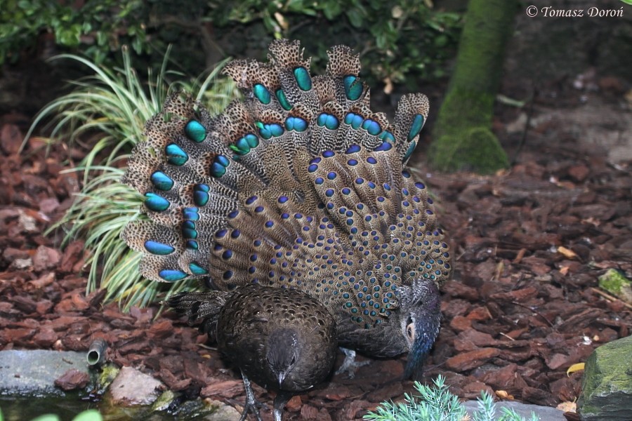 Malayan Peacock-Pheasant - Tomasz Doroń