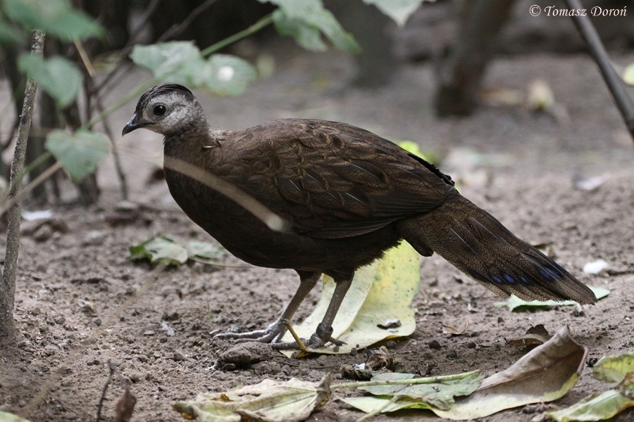 Palawan Peacock-Pheasant - Tomasz Doroń
