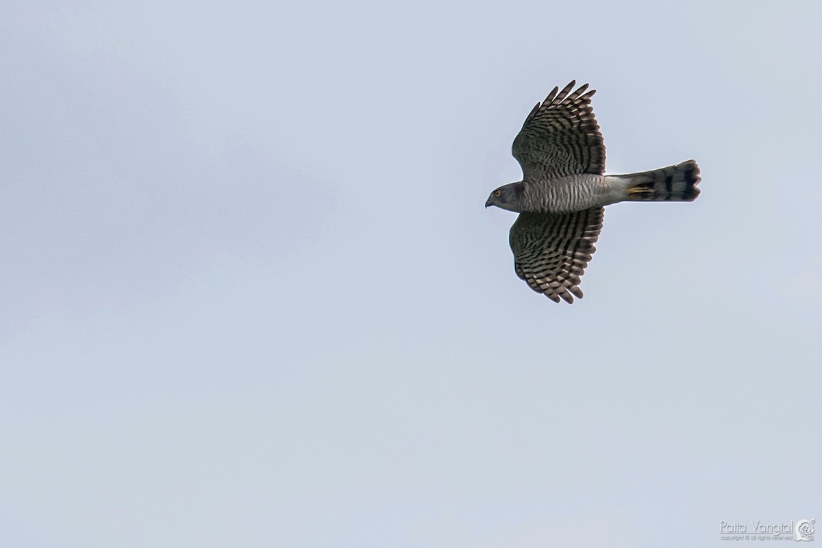 Japanese Sparrowhawk - Pattaraporn Vangtal
