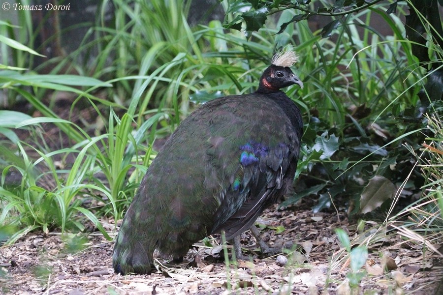 Congo Peacock - Tomasz Doroń