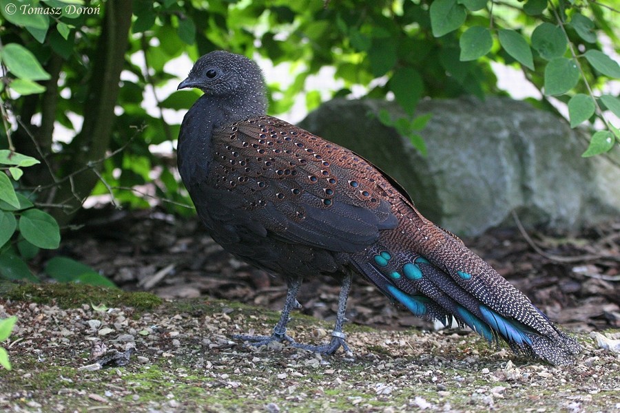 Mountain Peacock-Pheasant - Tomasz Doroń