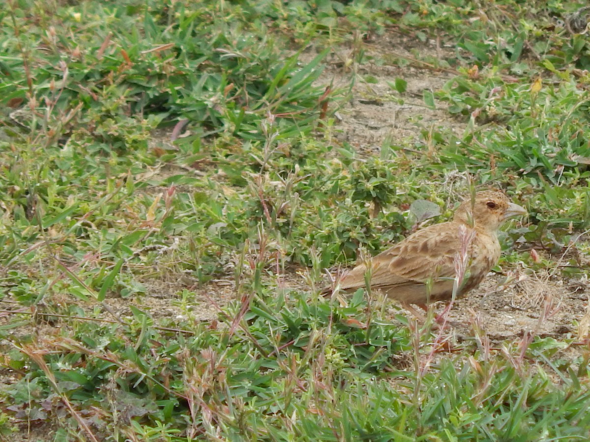 Ashy-crowned Sparrow-Lark - Sivakumar Ramasamy