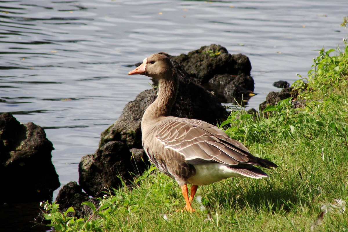 Greater White-fronted Goose - Gret Foust