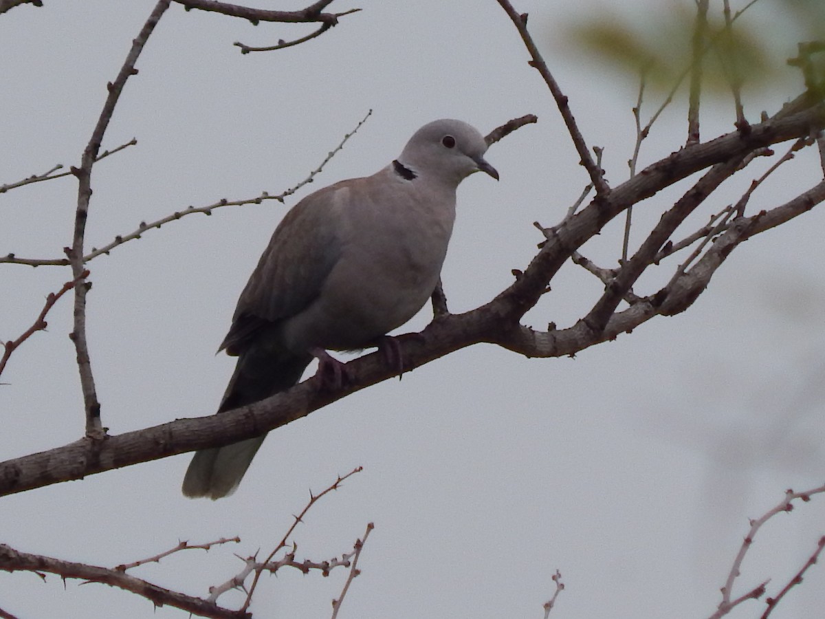 Eurasian Collared-Dove - Sivakumar Ramasamy