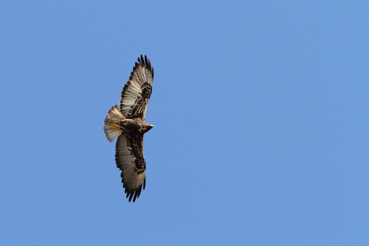 White-tailed Hawk - Christoph Moning