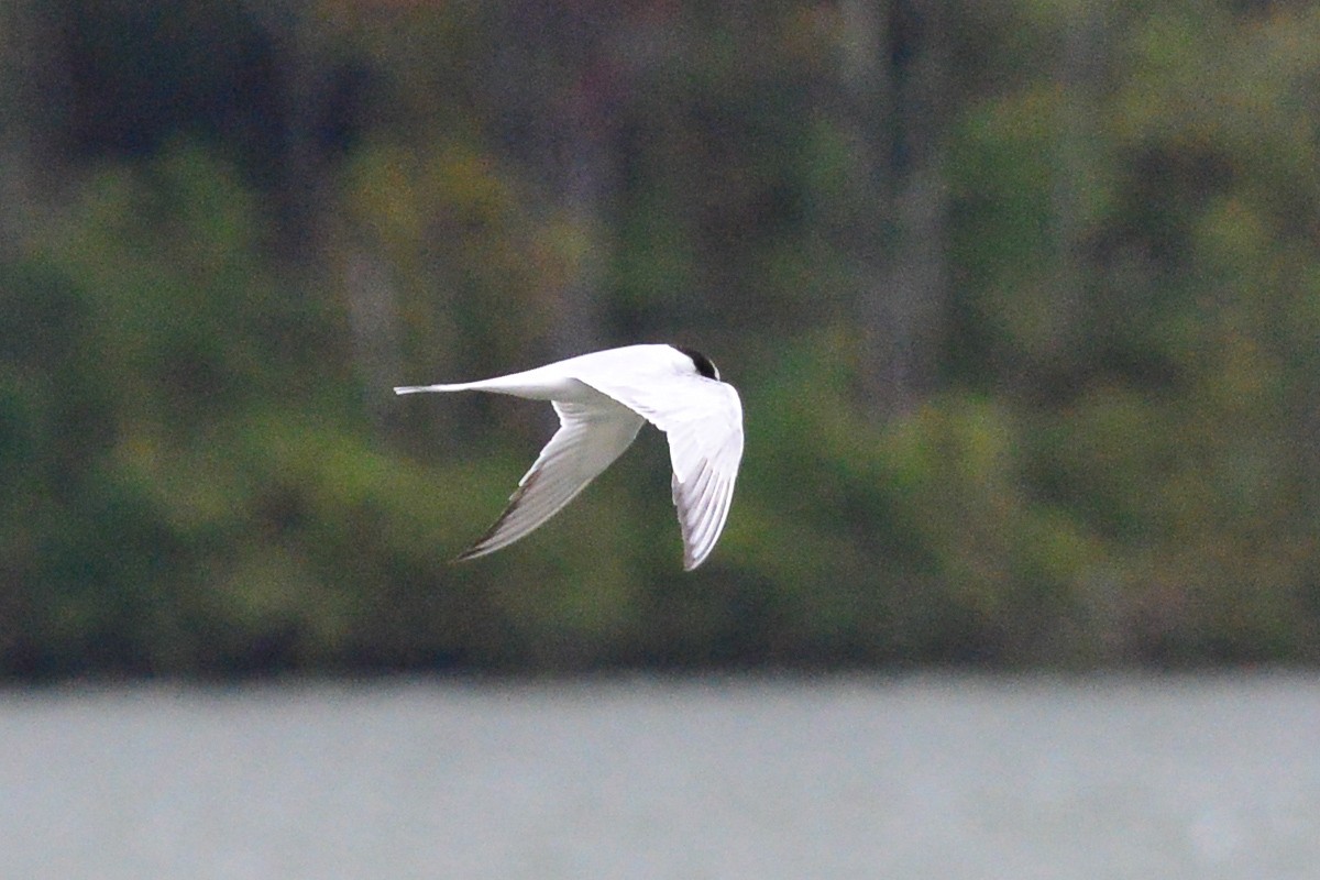 Forster's Tern - George Chiu