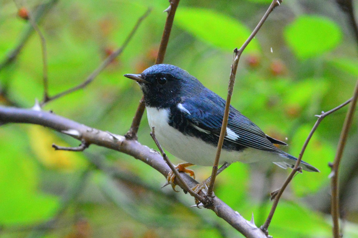 Black-throated Blue Warbler - George Chiu