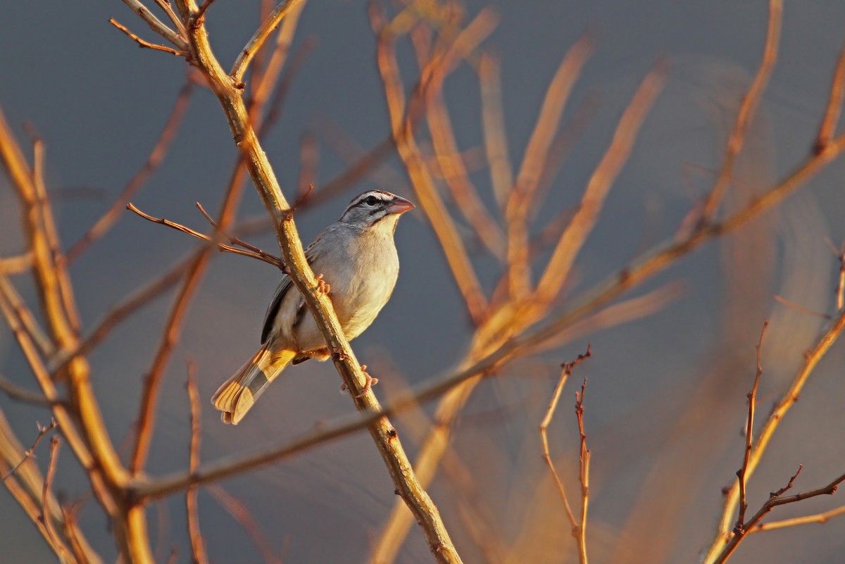 Cinnamon-tailed Sparrow - Christoph Moning