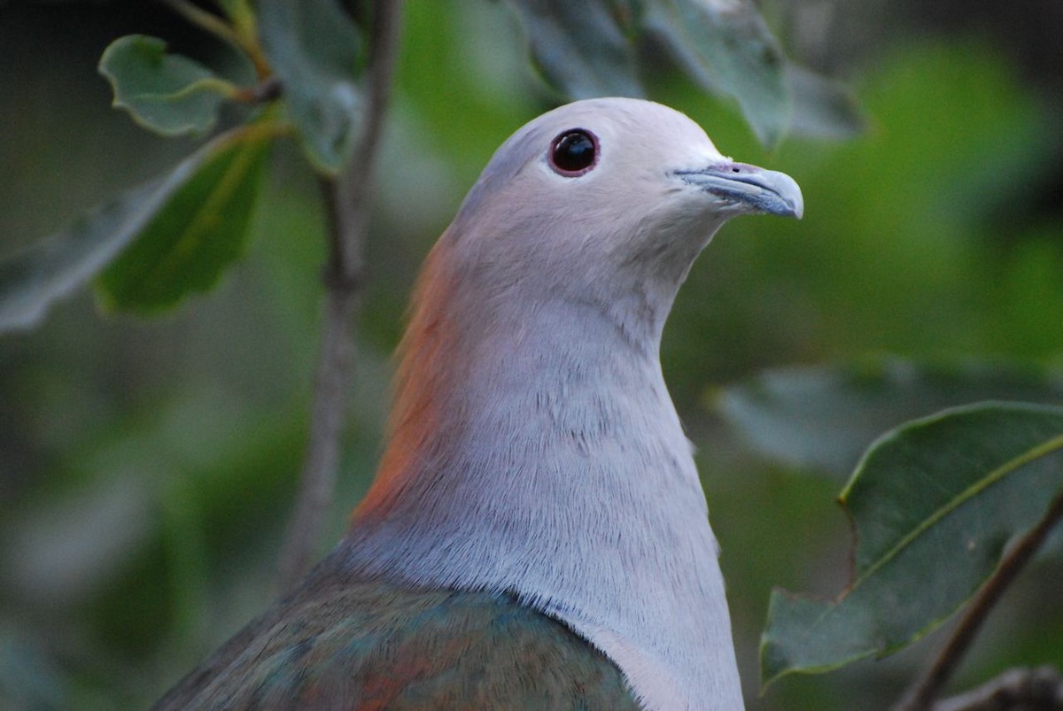Green Imperial-Pigeon (Rufous-naped) - JONATHAN BEILBY