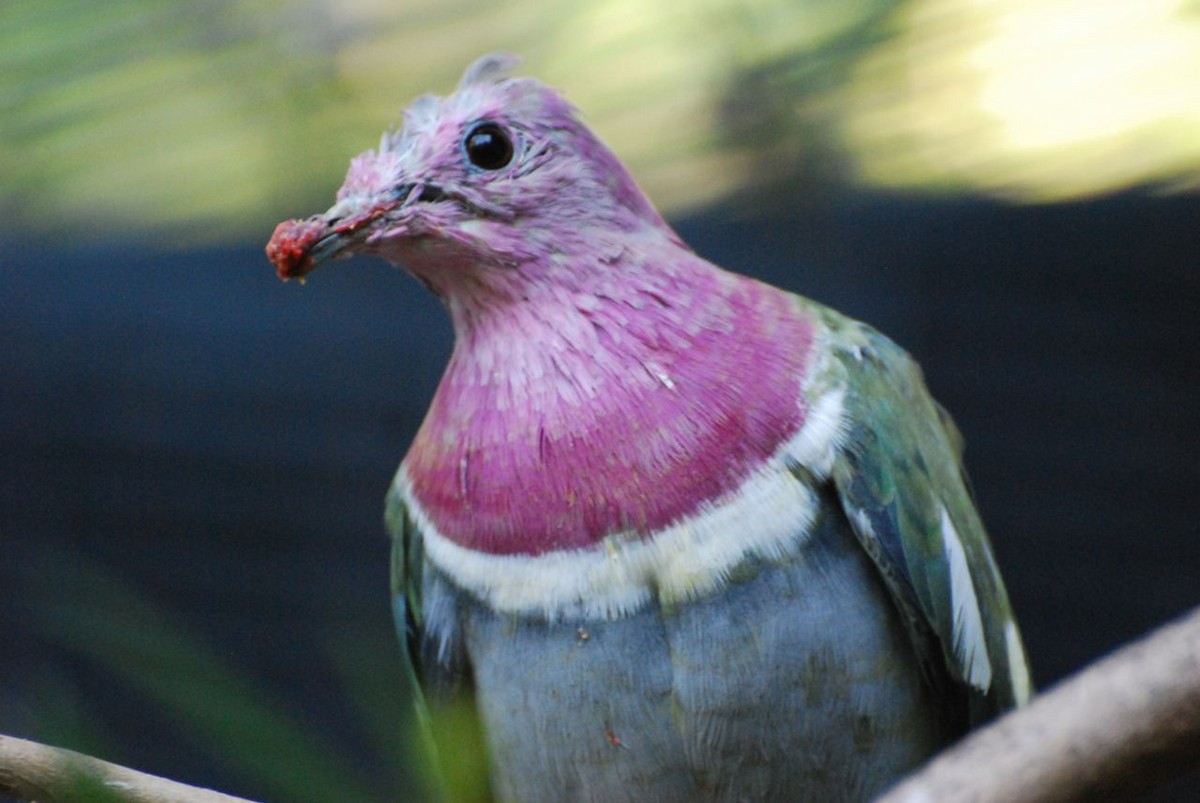 Pink-headed Fruit-Dove - JONATHAN BEILBY