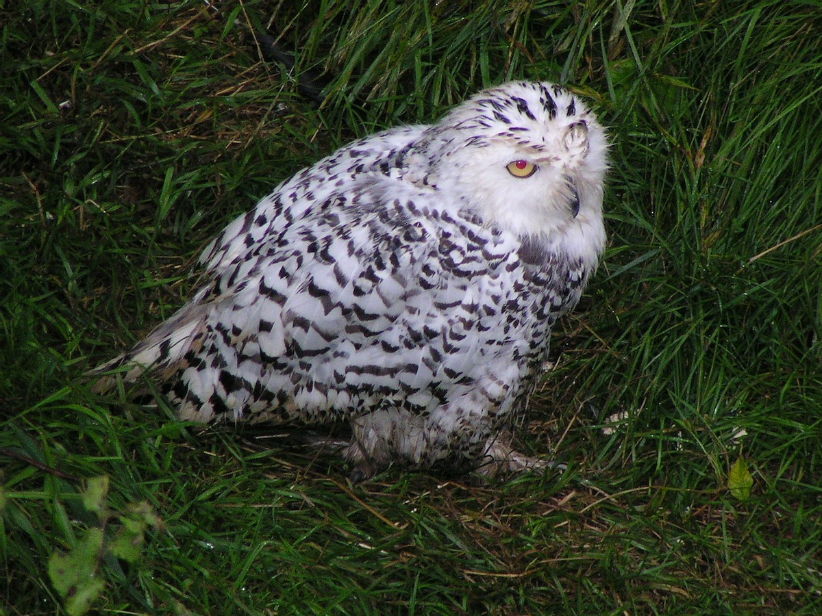 Snowy Owl - Laura Sargentini