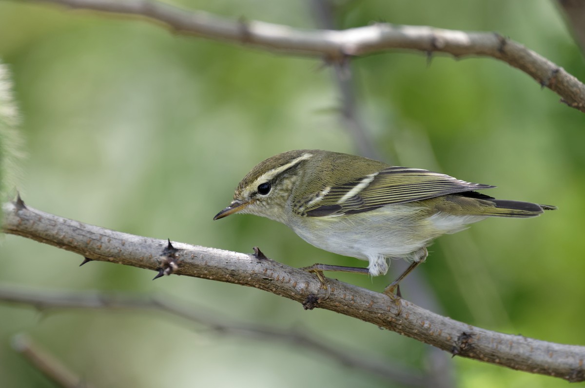 Yellow-browed Warbler - ML70455971